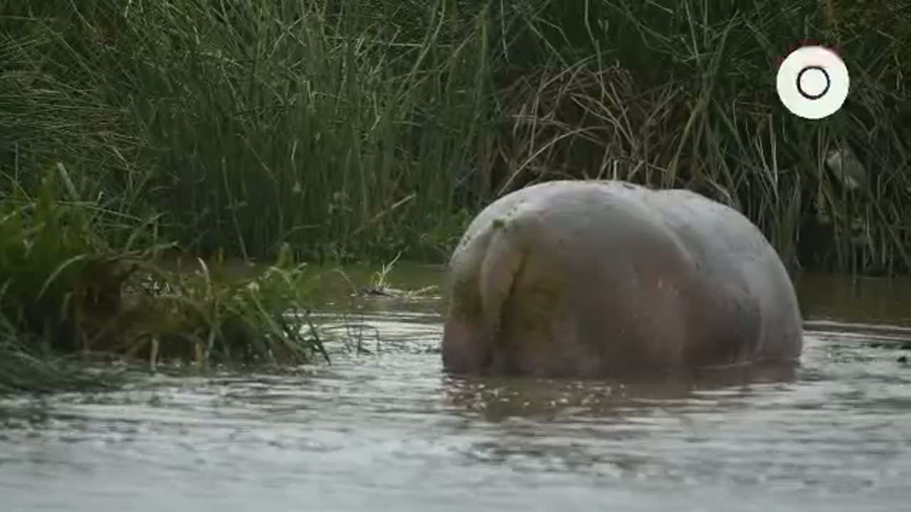 Hippo Pool, Ngorongoro